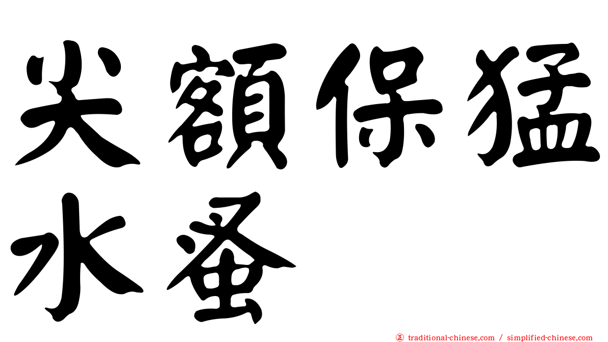 尖額保猛水蚤