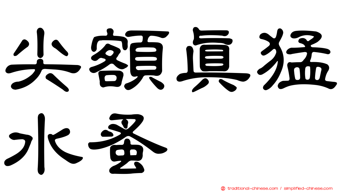 尖額真猛水蚤