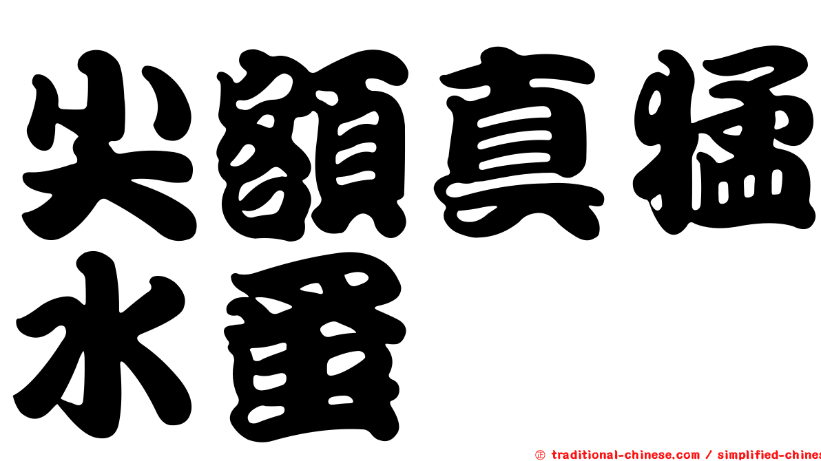 尖額真猛水蚤