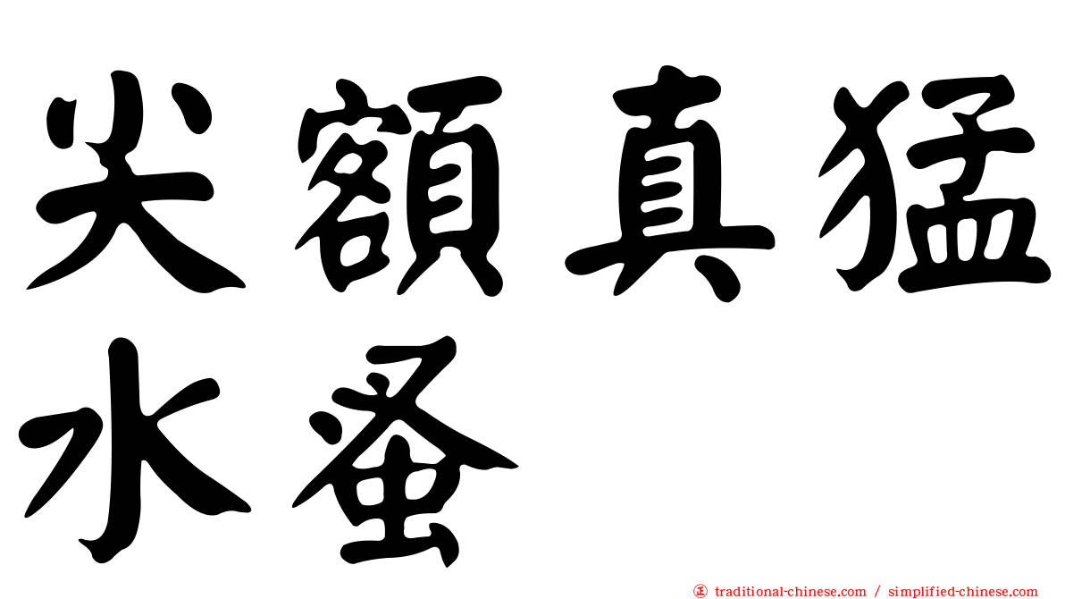 尖額真猛水蚤
