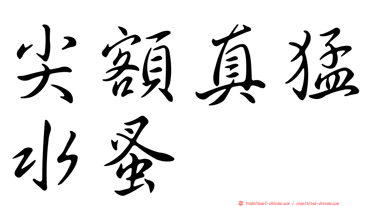 尖額真猛水蚤