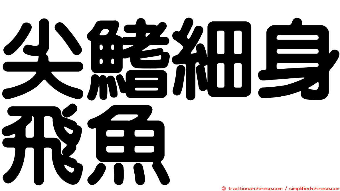 尖鰭細身飛魚