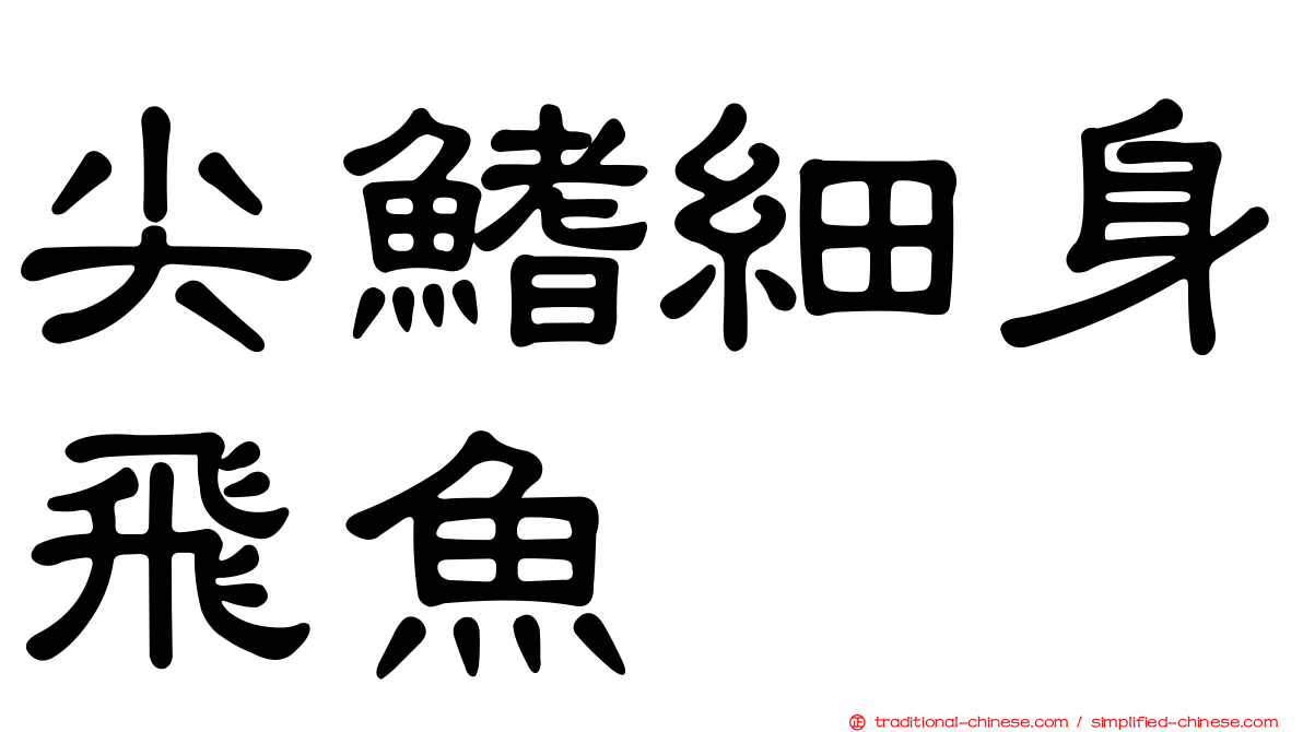 尖鰭細身飛魚