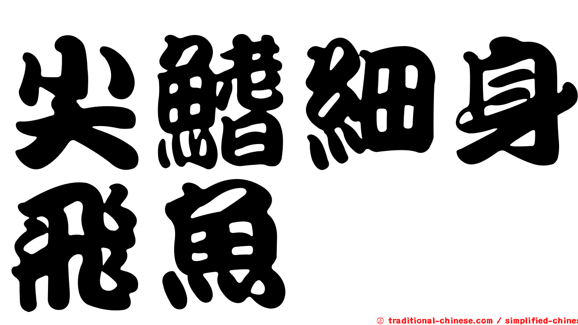 尖鰭細身飛魚
