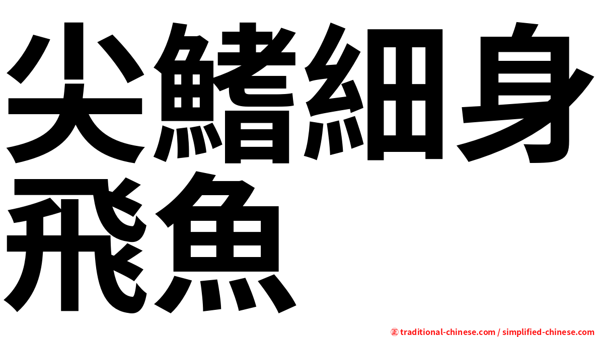 尖鰭細身飛魚