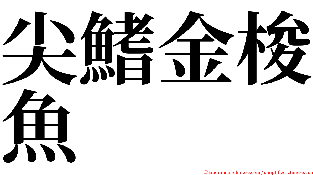 尖鰭金梭魚 serif font