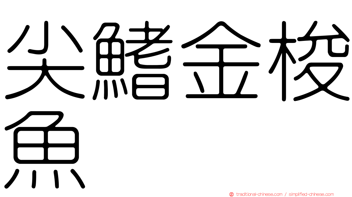 尖鰭金梭魚