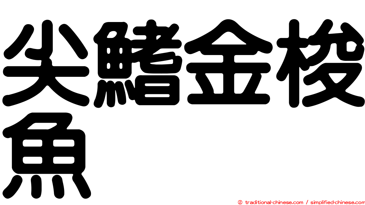 尖鰭金梭魚