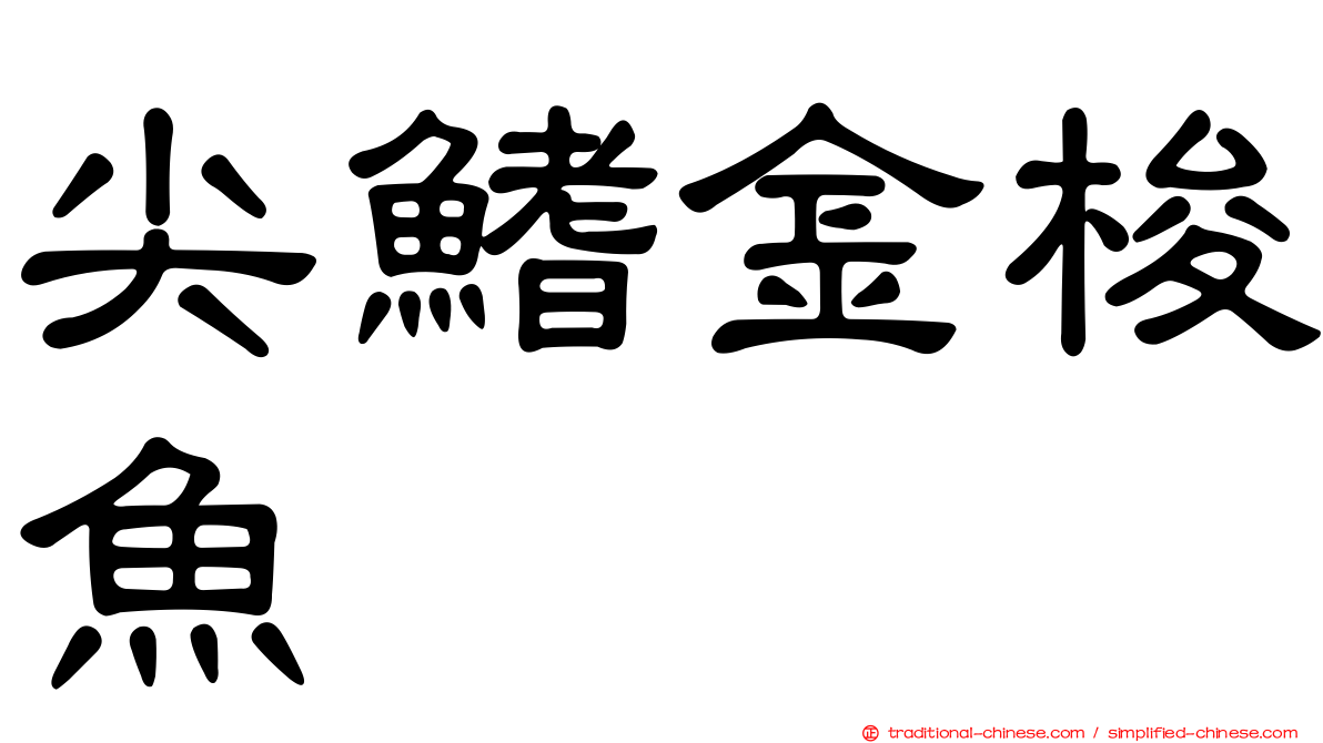 尖鰭金梭魚