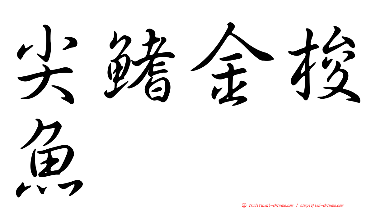 尖鰭金梭魚