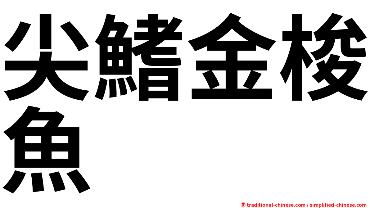 尖鰭金梭魚