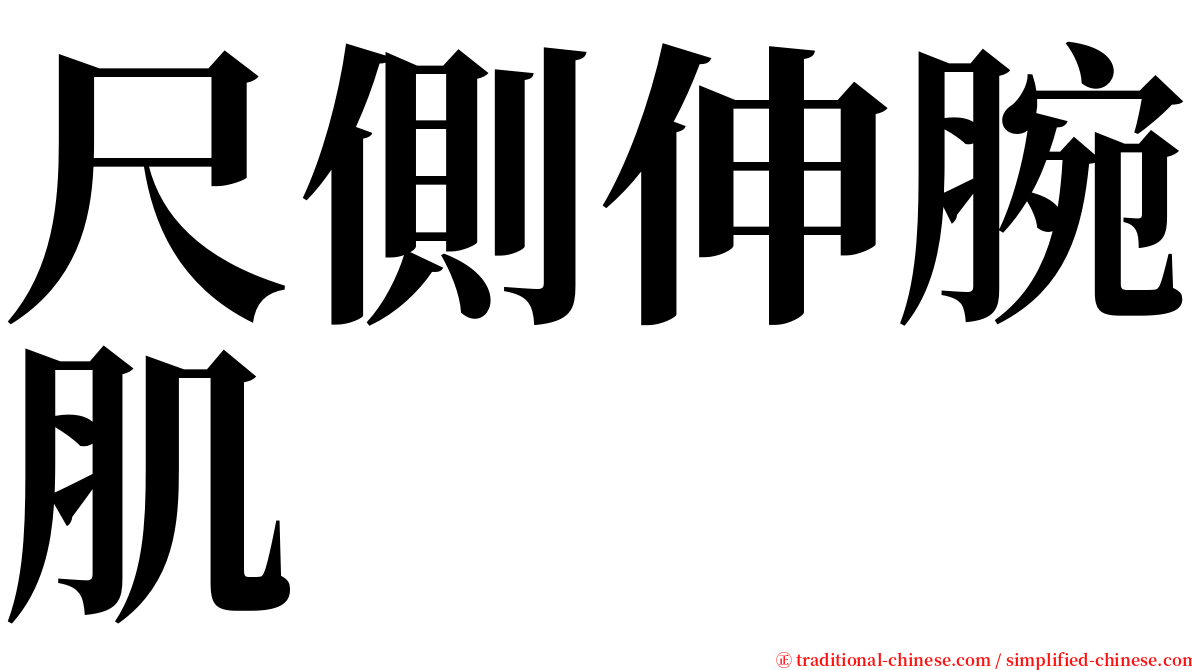 尺側伸腕肌 serif font