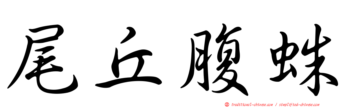 尾丘腹蛛