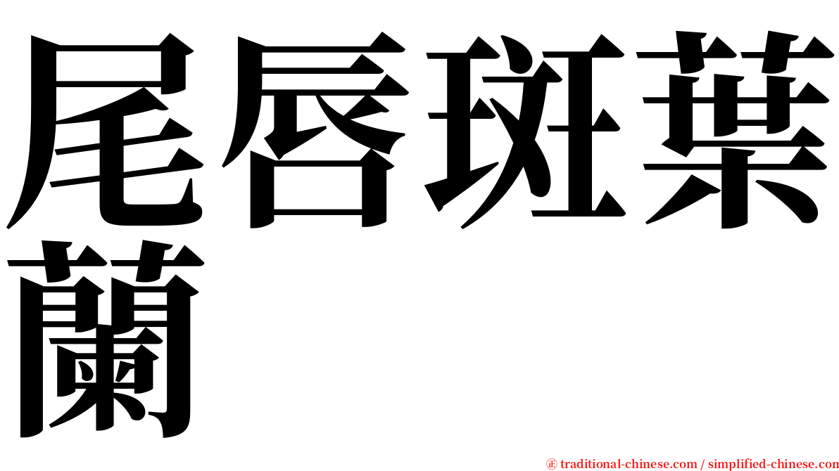 尾唇斑葉蘭 serif font