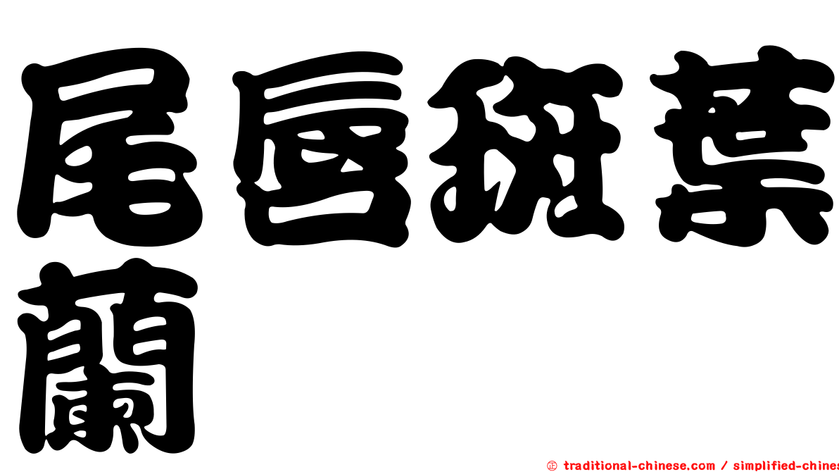 尾唇斑葉蘭