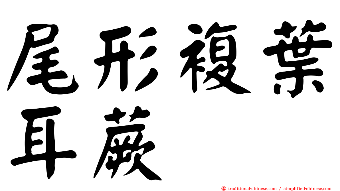 尾形複葉耳蕨