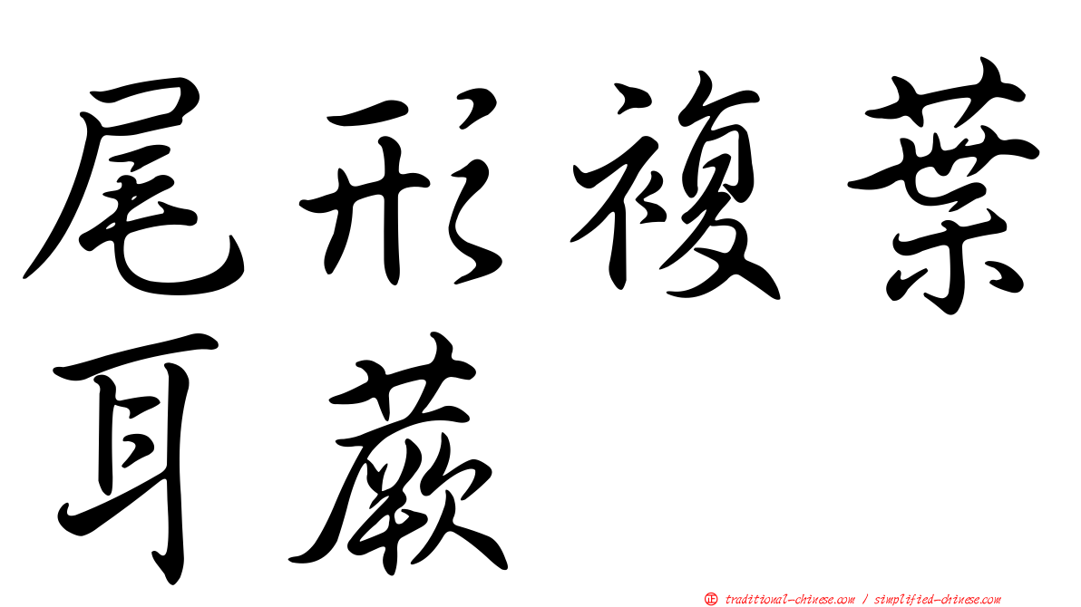 尾形複葉耳蕨
