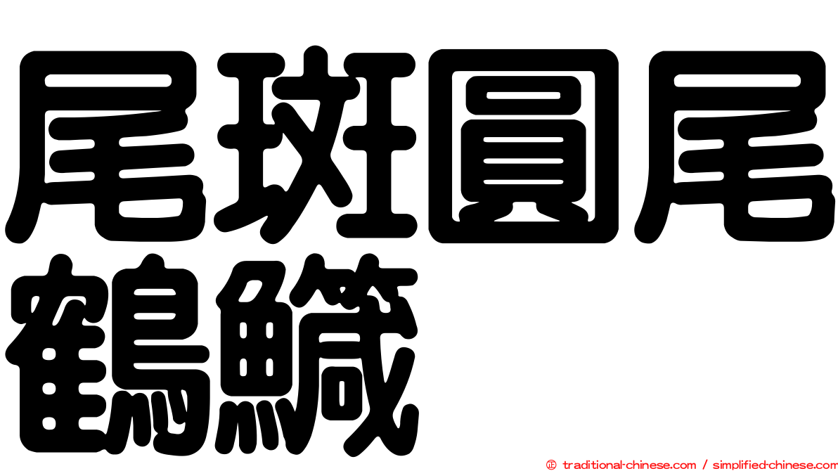 尾斑圓尾鶴鱵
