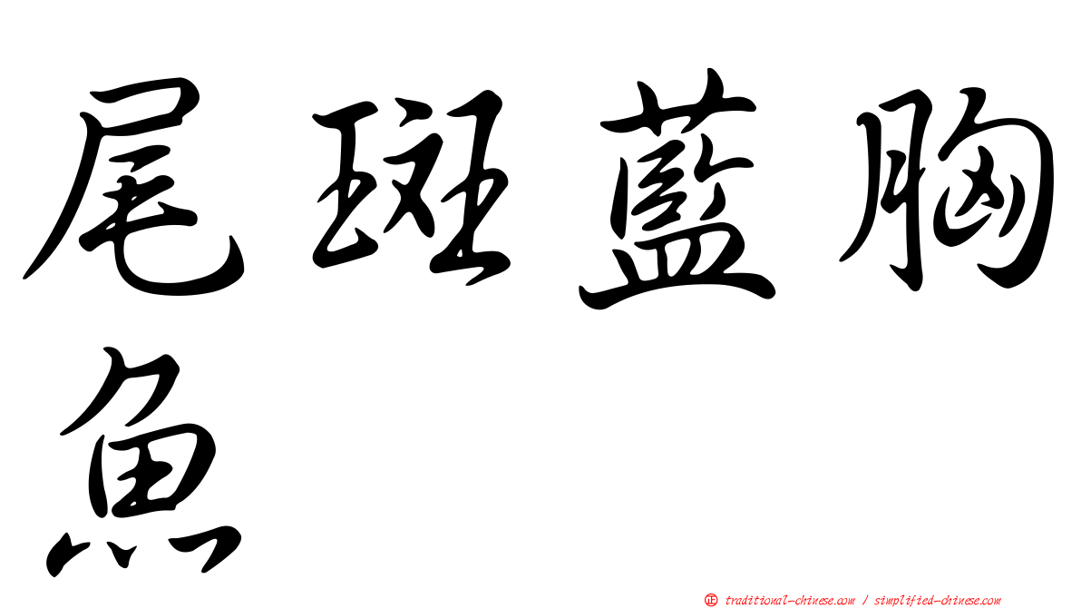 尾斑藍胸魚