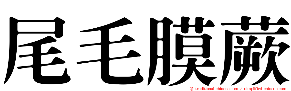 尾毛膜蕨