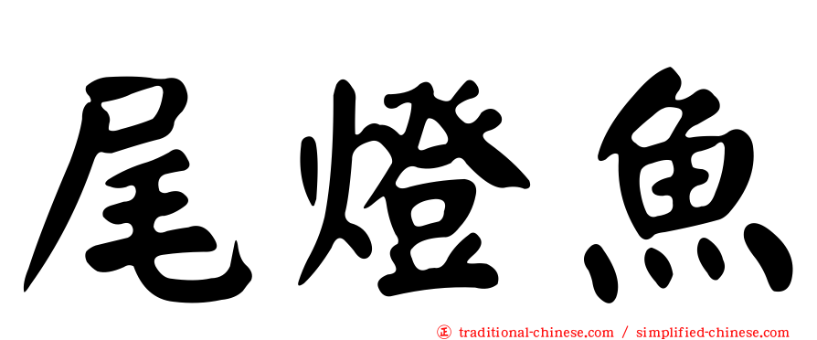 尾燈魚