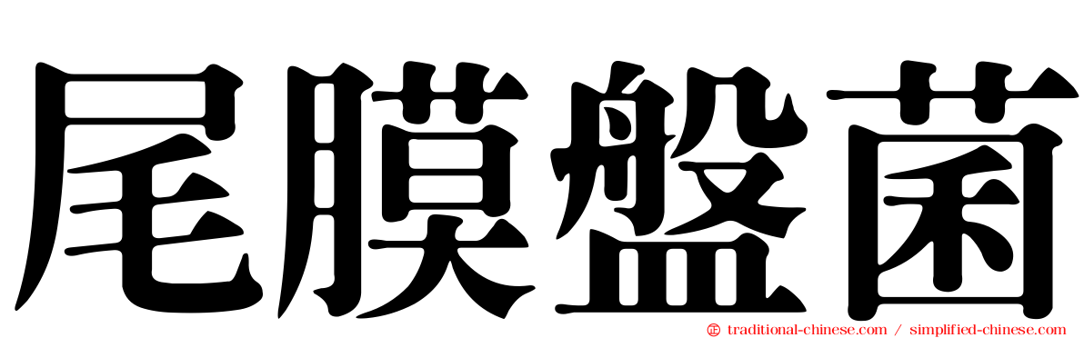 尾膜盤菌