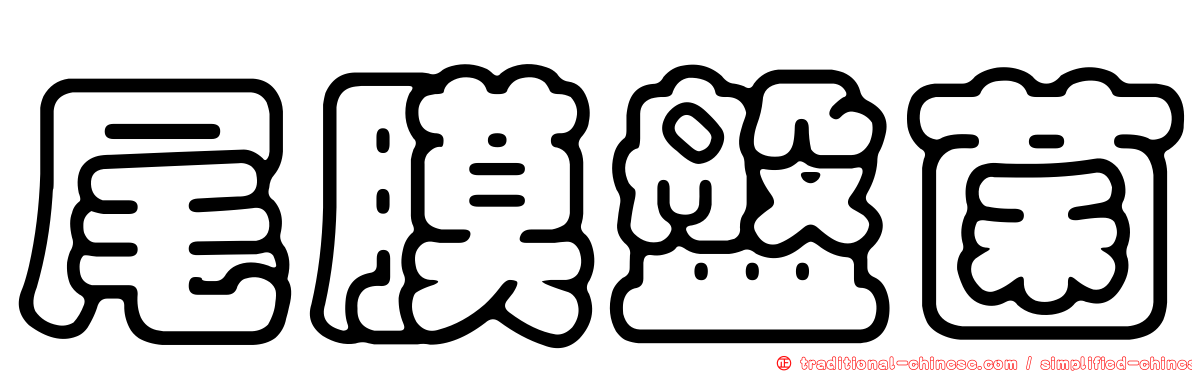 尾膜盤菌