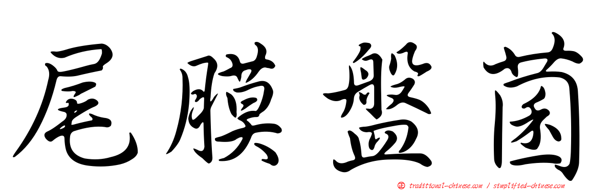 尾膜盤菌