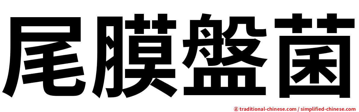 尾膜盤菌