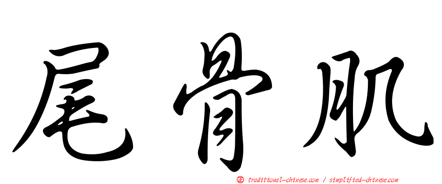 尾骨肌