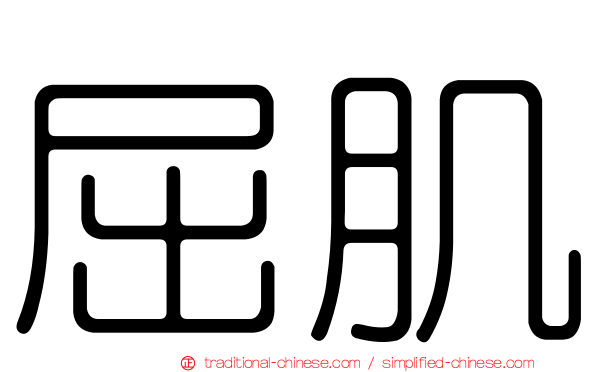 屈肌