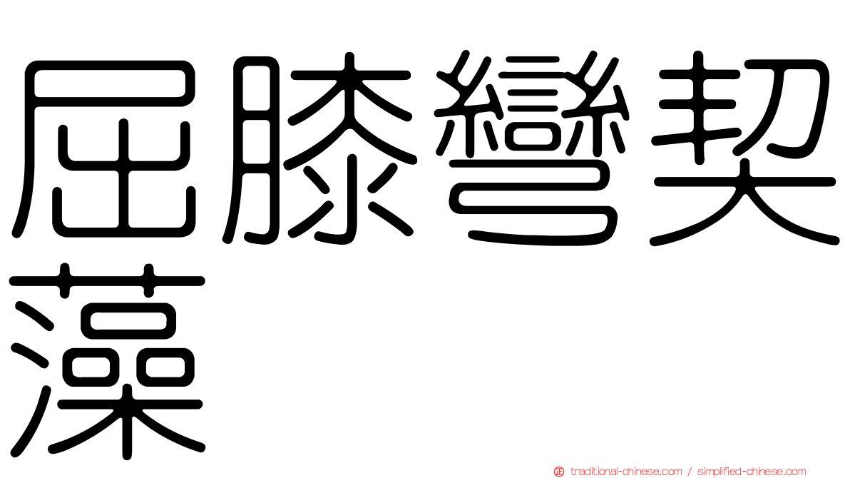 屈膝彎契藻