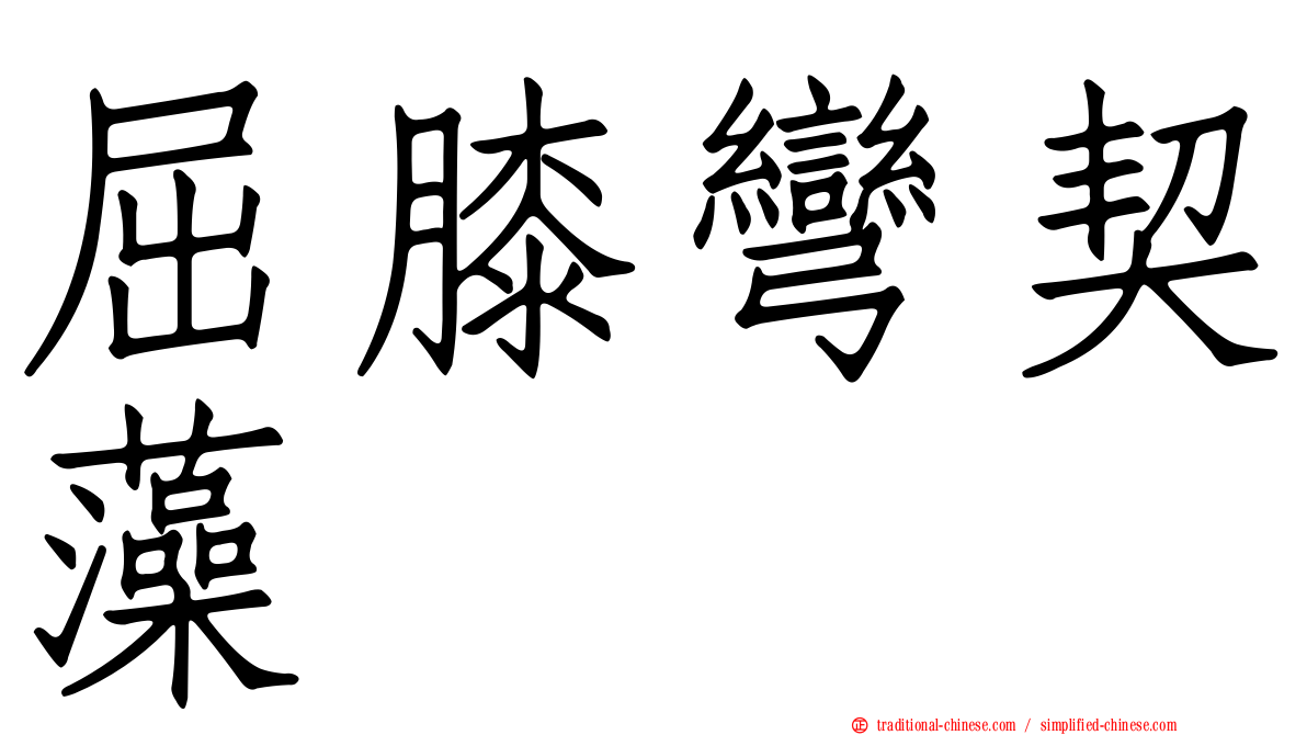 屈膝彎契藻