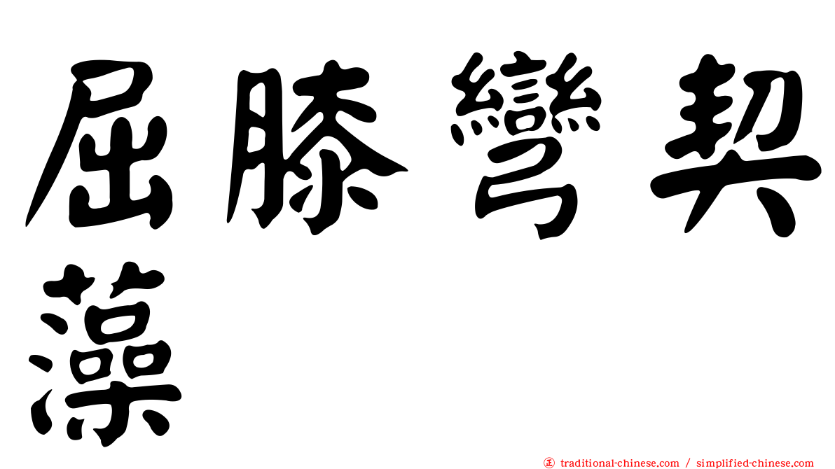 屈膝彎契藻