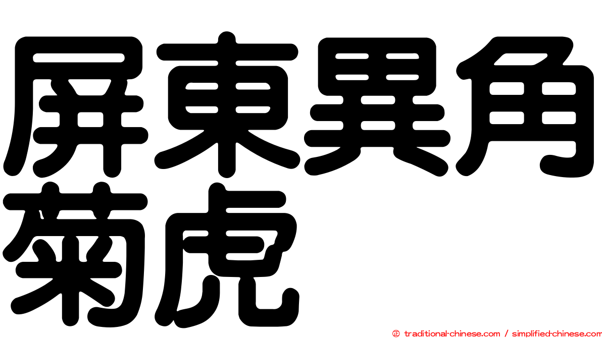 屏東異角菊虎