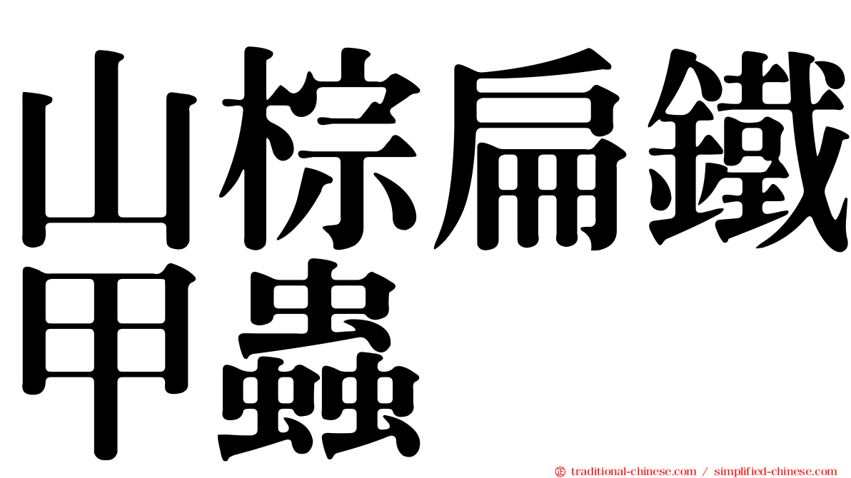 山棕扁鐵甲蟲