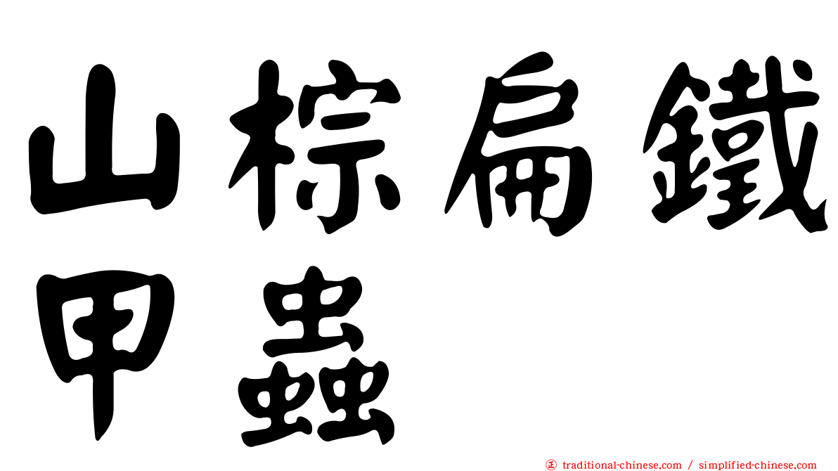 山棕扁鐵甲蟲