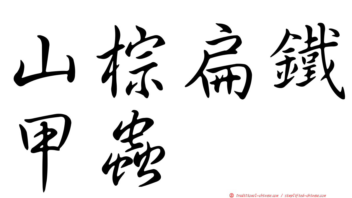 山棕扁鐵甲蟲