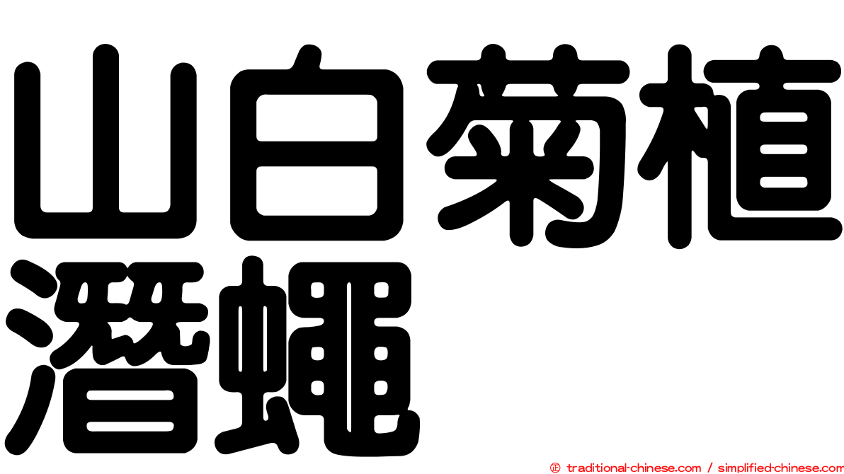 山白菊植潛蠅