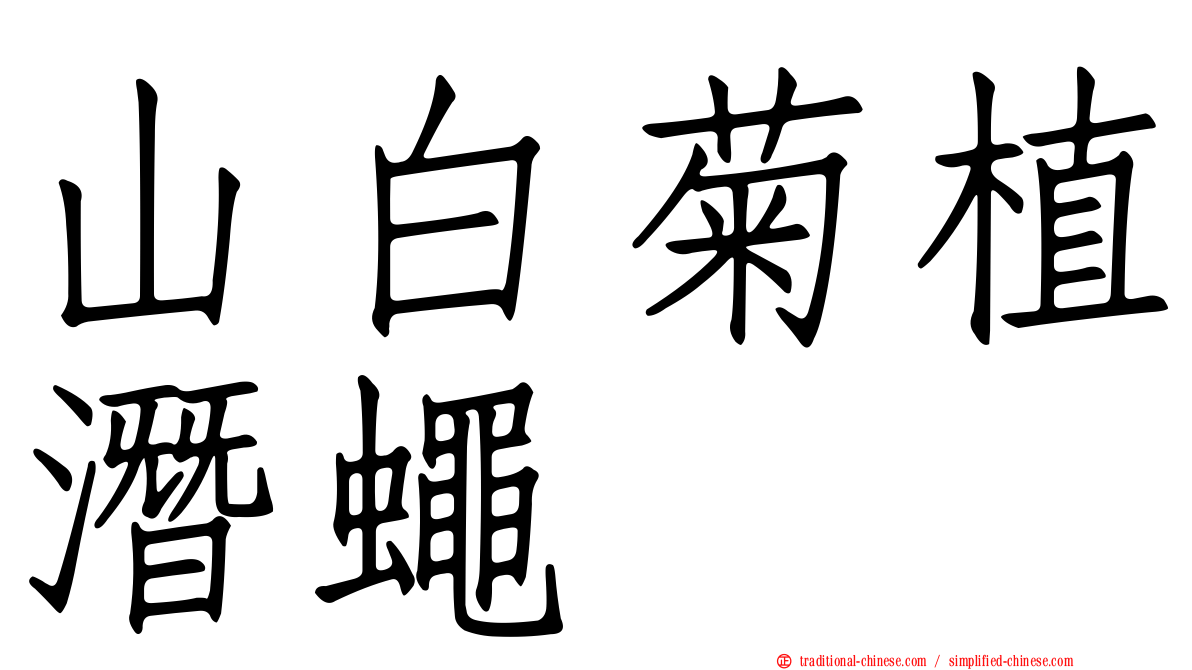 山白菊植潛蠅