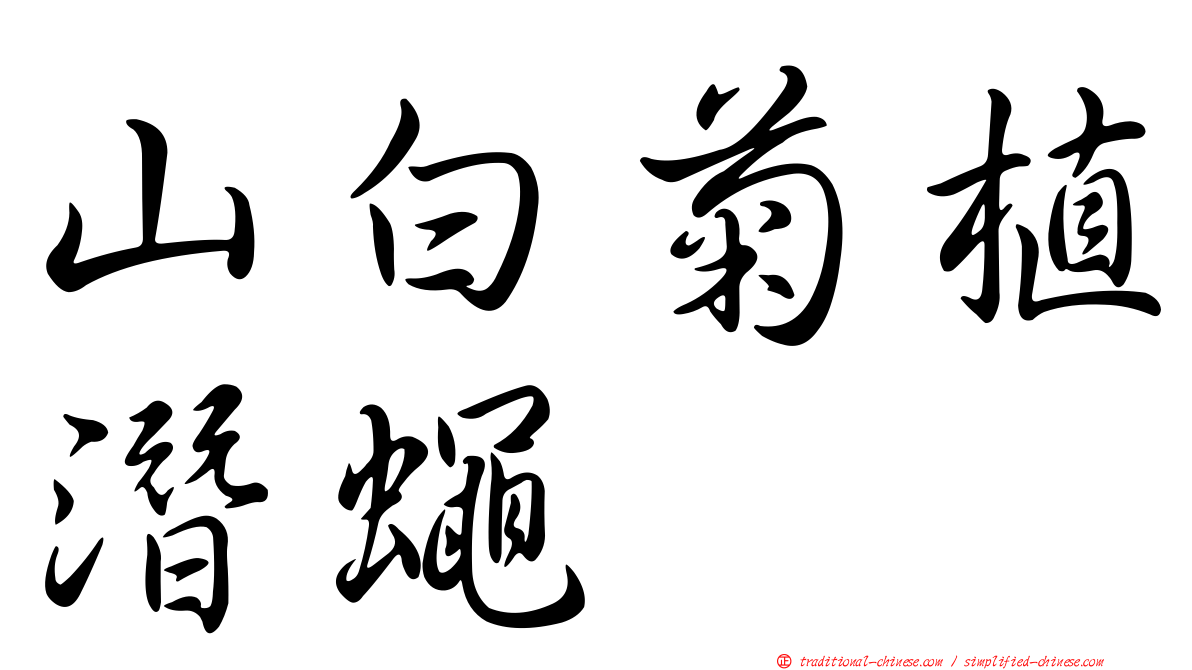 山白菊植潛蠅