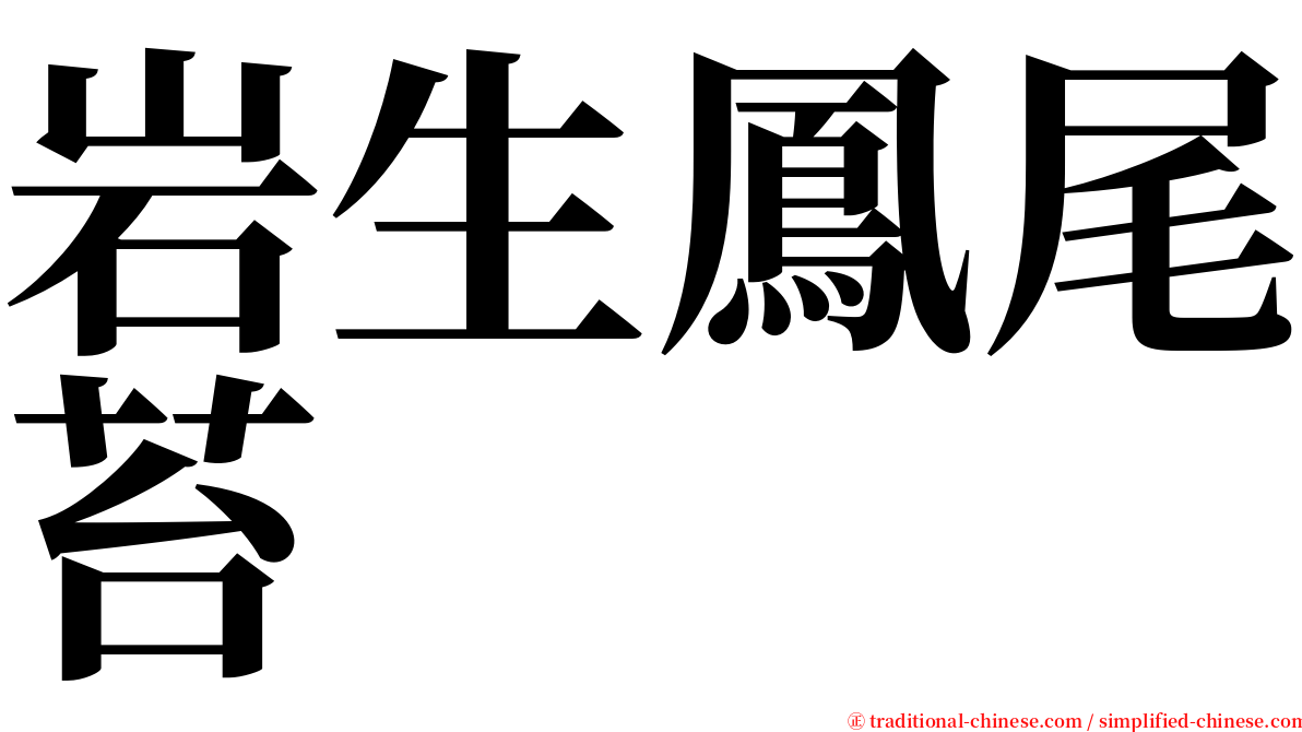 岩生鳳尾苔 serif font