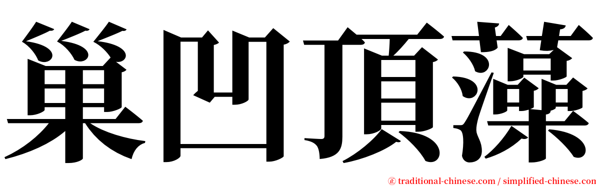 巢凹頂藻 serif font