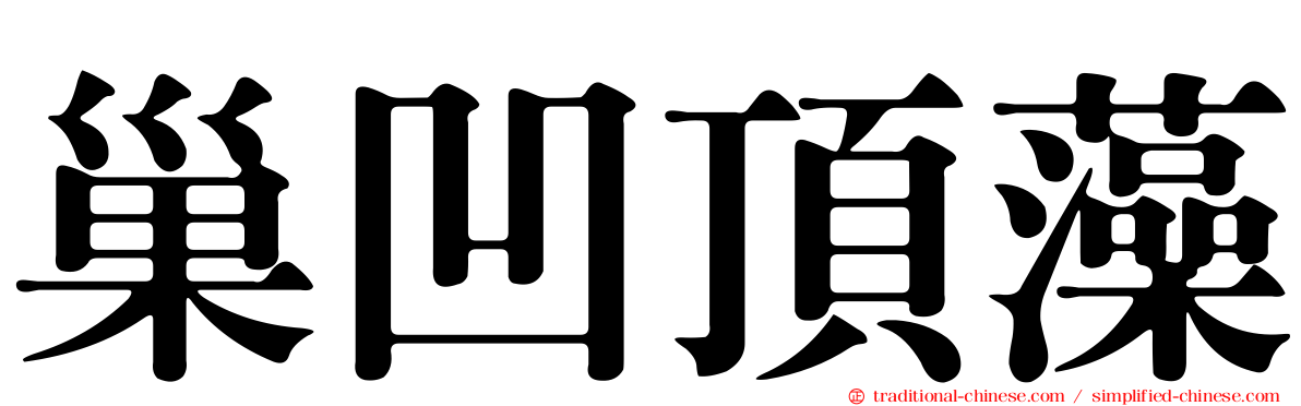 巢凹頂藻