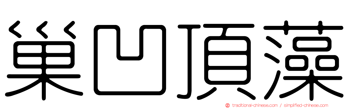 巢凹頂藻