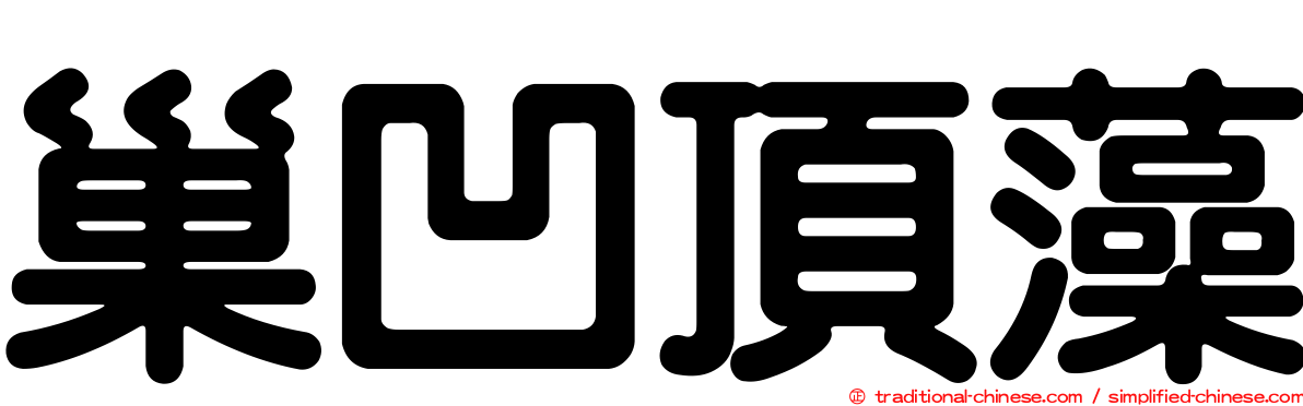 巢凹頂藻