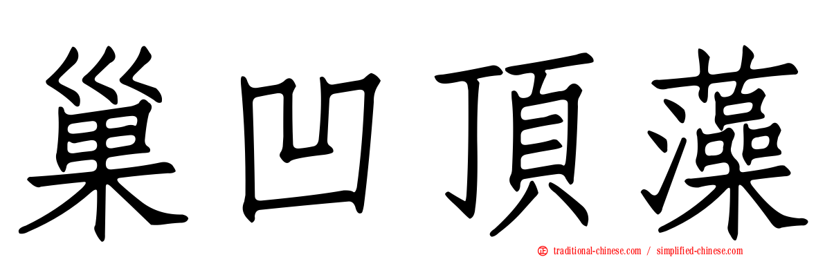 巢凹頂藻