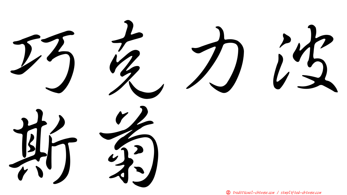 巧克力波斯菊