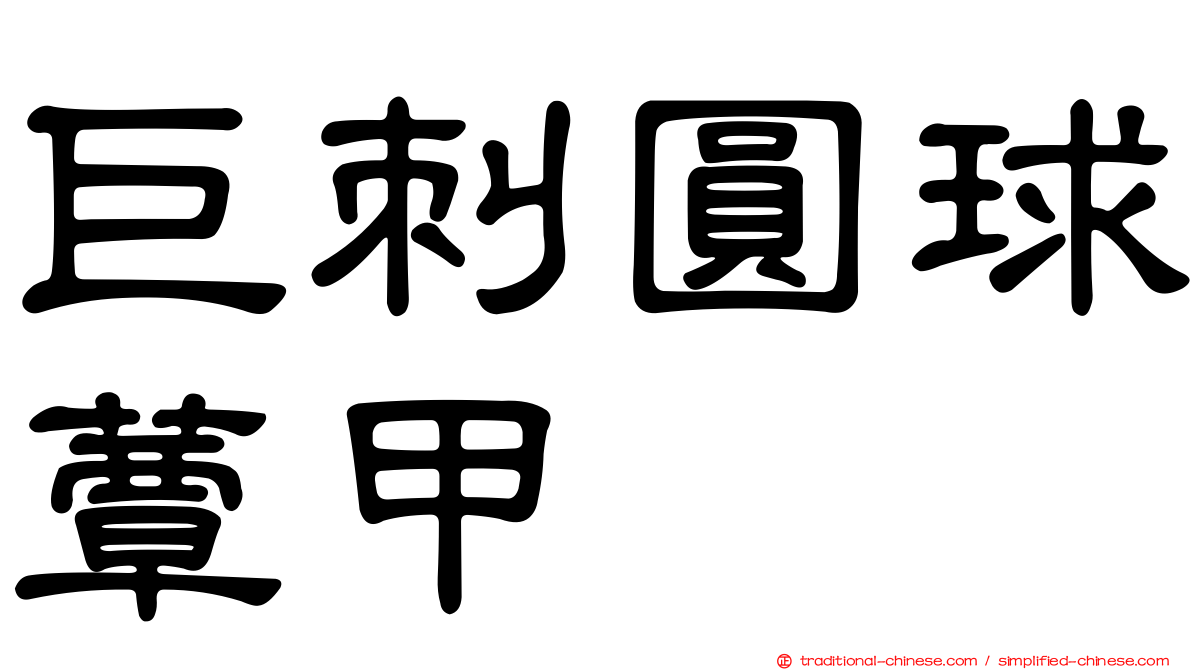 巨刺圓球蕈甲