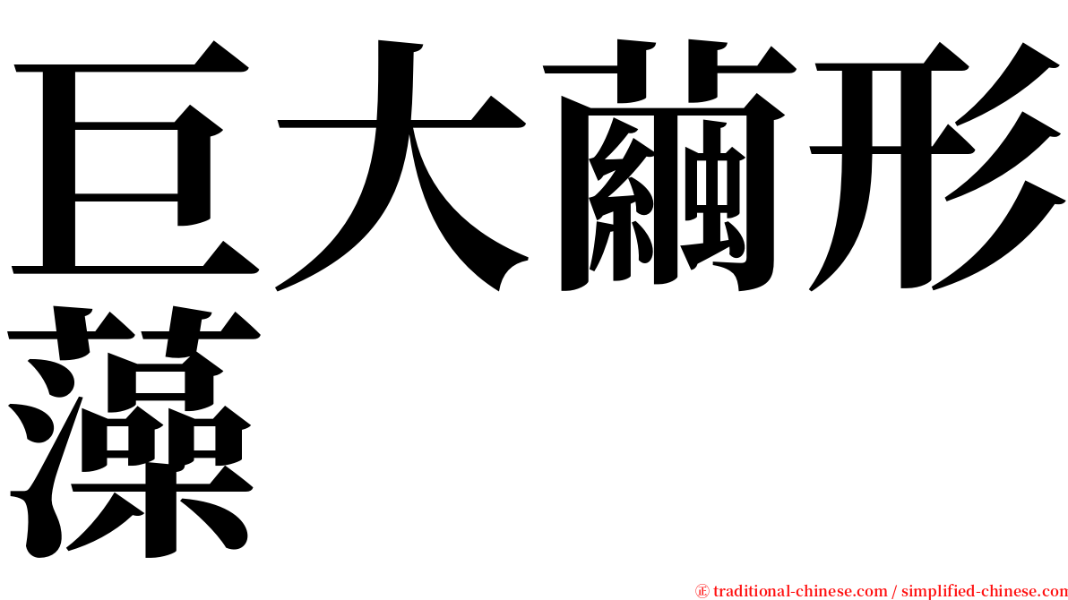 巨大繭形藻 serif font